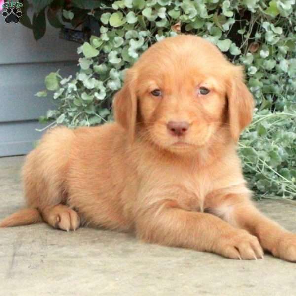 Tate, Golden Retriever Puppy