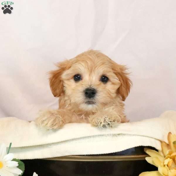 Tate, Maltipoo Puppy