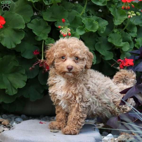 Tate, Maltipoo Puppy