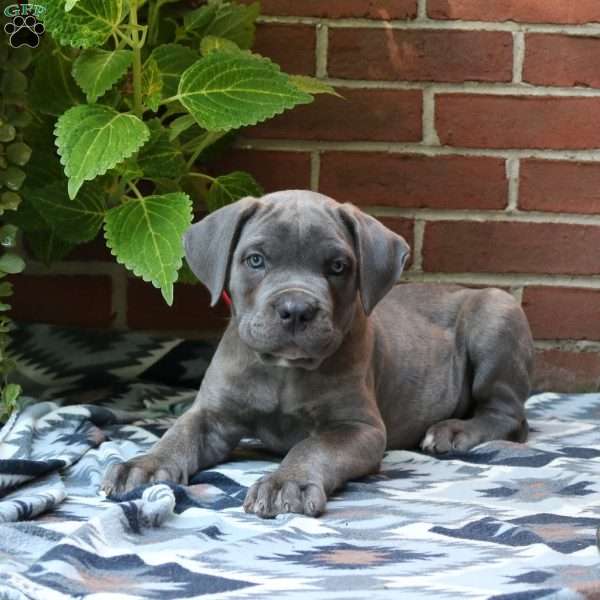 Tate, Cane Corso Puppy