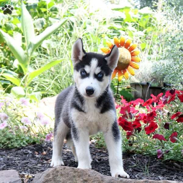 Tate, Siberian Husky Puppy