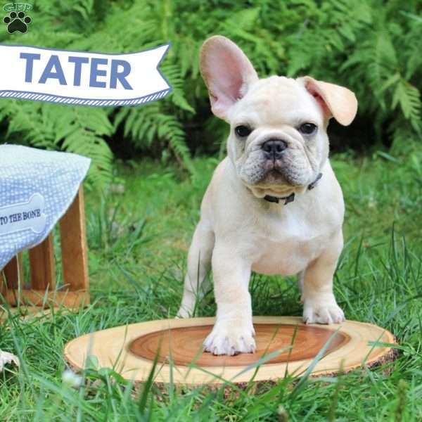 Tater, French Bulldog Puppy