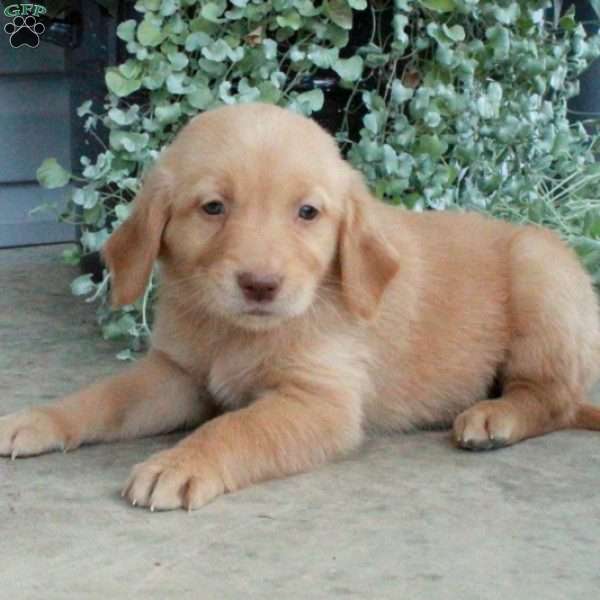 Tatiana, Golden Retriever Puppy