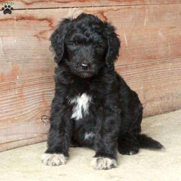 Tatiana, Goldendoodle Puppy