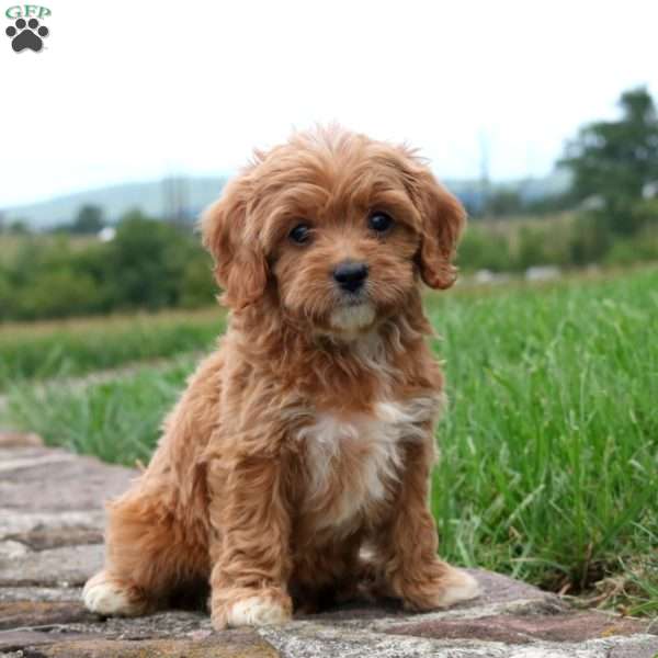 Taya, Cavapoo Puppy