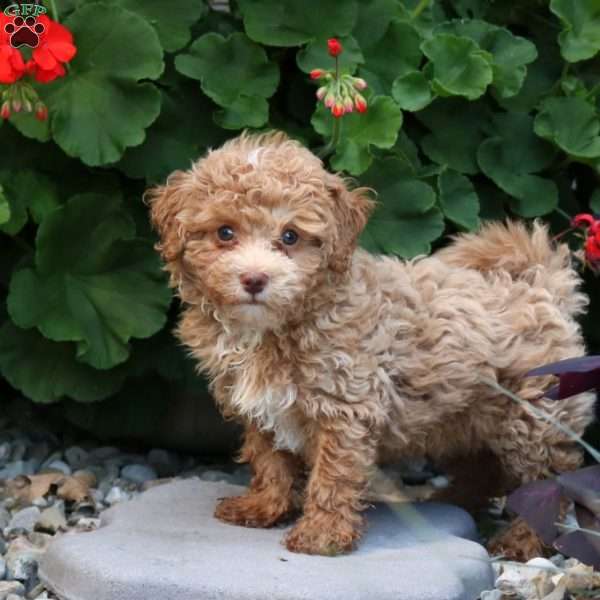 Taylor, Maltipoo Puppy