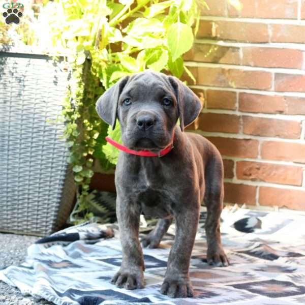 Teagan, Cane Corso Puppy