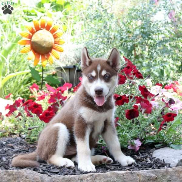 Teagan, Siberian Husky Puppy