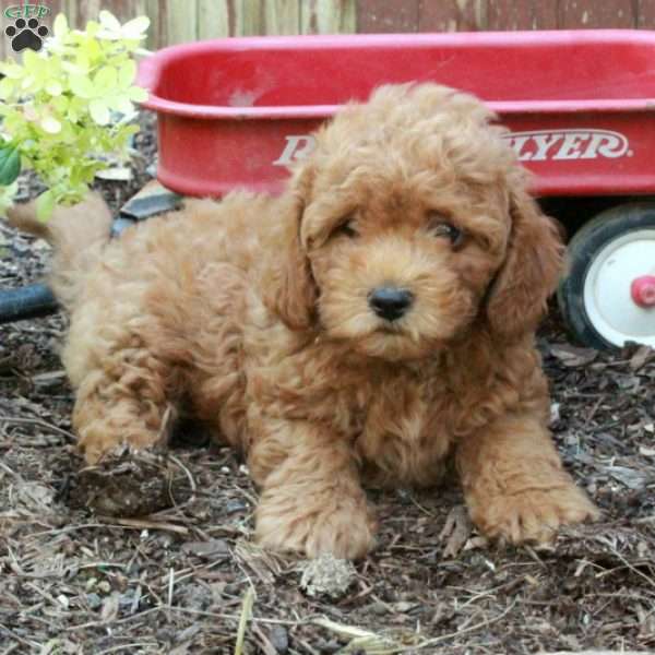 Teddy, Westiepoo Puppy