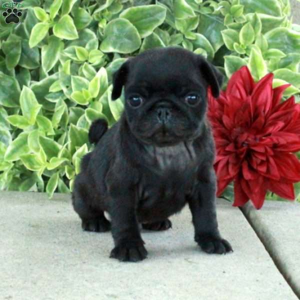 Teddy, Pug Puppy