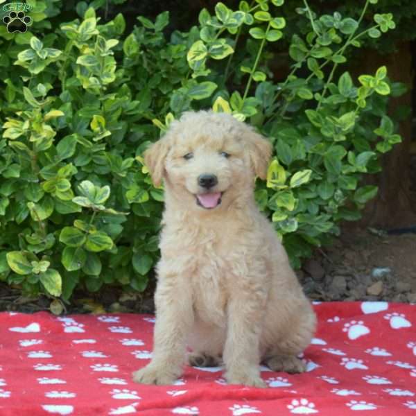 Teddy, Mini Goldendoodle Puppy