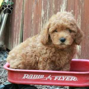 Teddy, Westiepoo Puppy