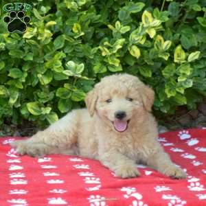 Teddy, Mini Goldendoodle Puppy