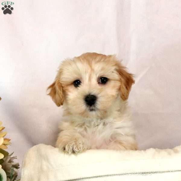 Teddy, Maltipoo Puppy