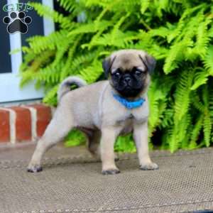Pug Puppies For Sale - Greenfield Puppies