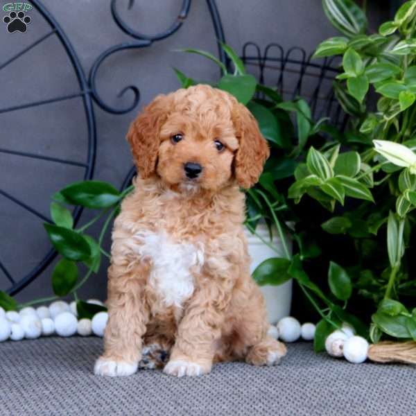 Teddy, Cockapoo Puppy