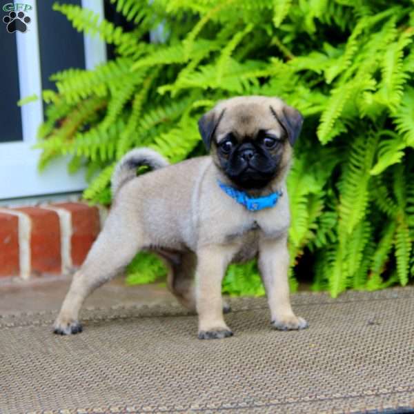 Teddy, Pug Puppy