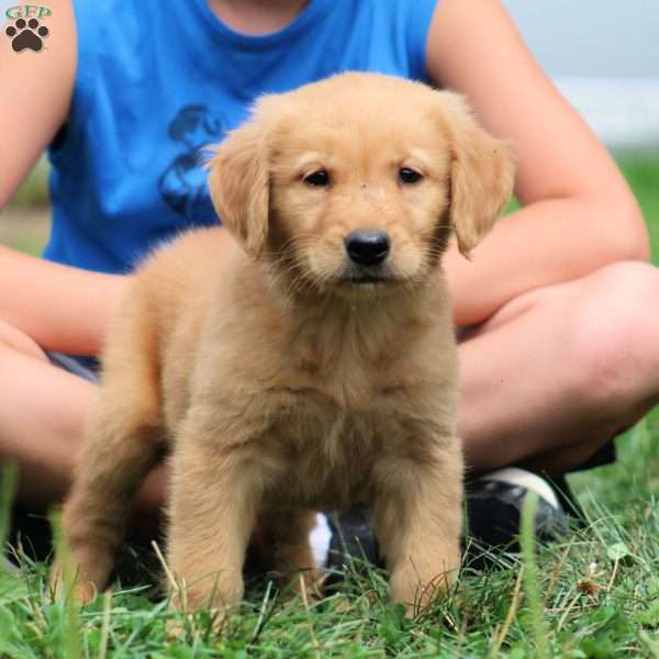 Teddy, Golden Retriever Puppy