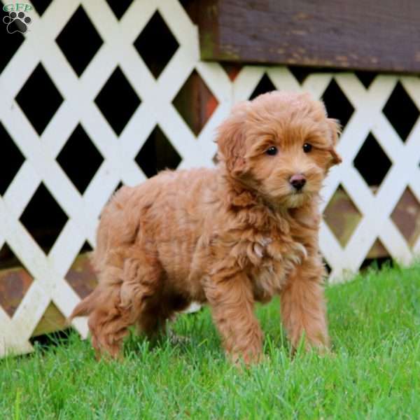 Teresa, Goldendoodle Puppy