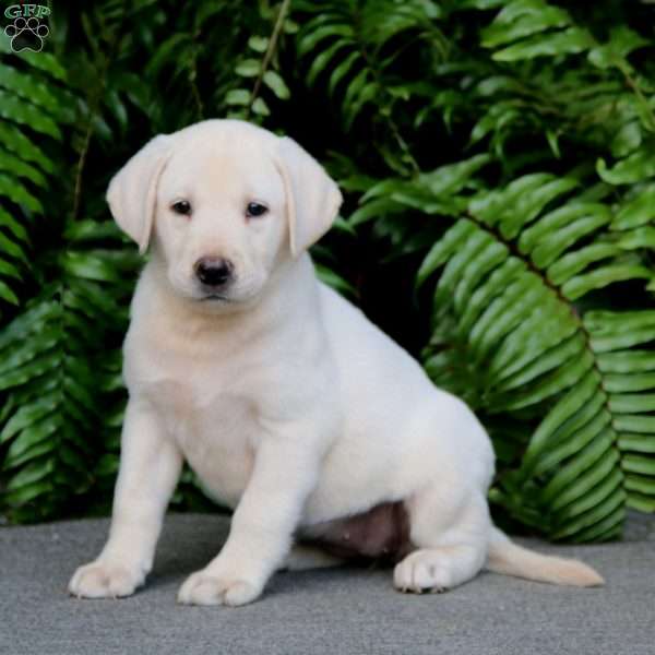 Teresa, Yellow Labrador Retriever Puppy