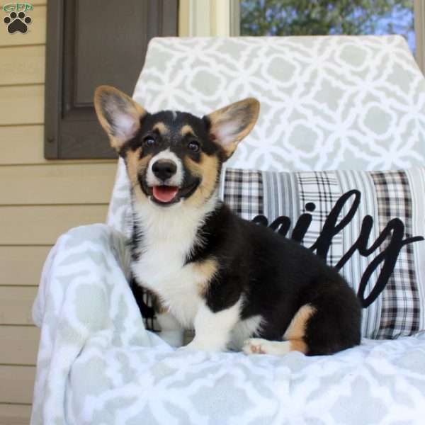 Terry – Cardigan, Pembroke Welsh Corgi Puppy