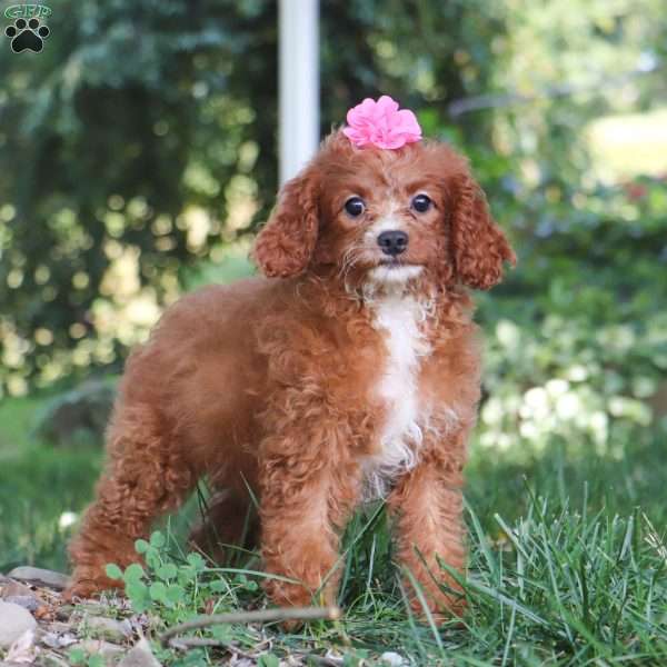 Tessa, Cavapoo Puppy