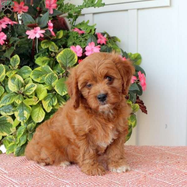 Tessa, Cavapoo Puppy