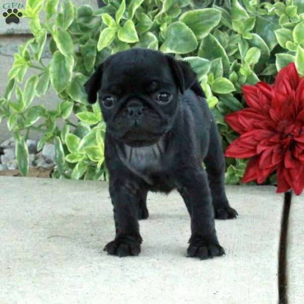 Tessa, Pug Puppy