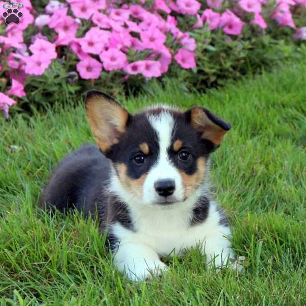 Tessa, Pembroke Welsh Corgi Puppy