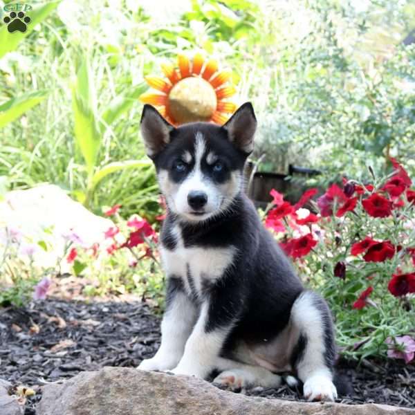 Tessa, Siberian Husky Puppy