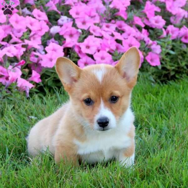 Thalia, Pembroke Welsh Corgi Puppy