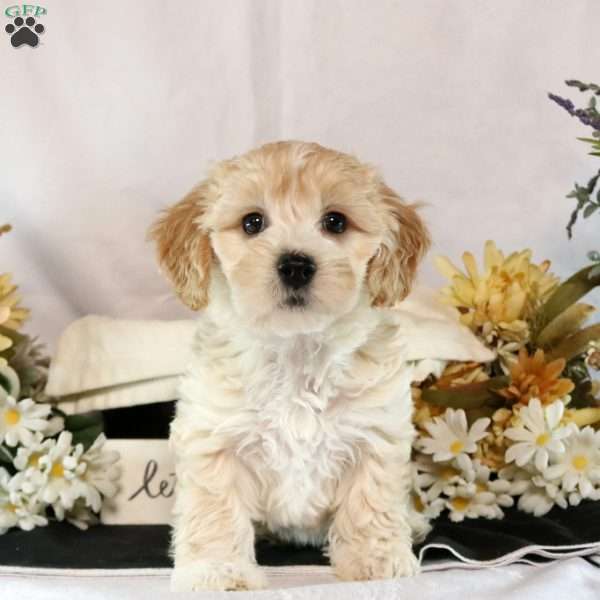 Theo, Maltipoo Puppy