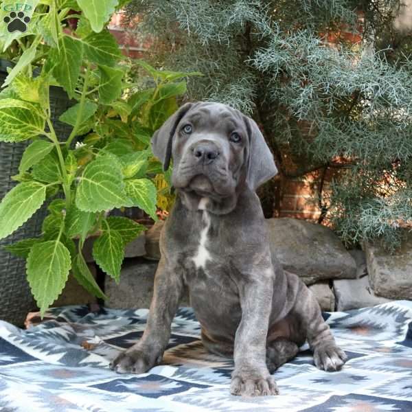 Theo, Cane Corso Puppy