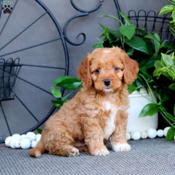 Theo, Cockapoo Puppy