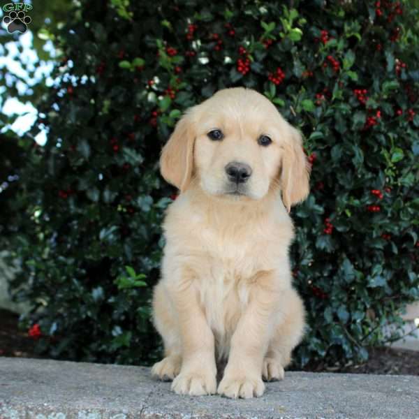 Thomas, Golden Retriever Puppy