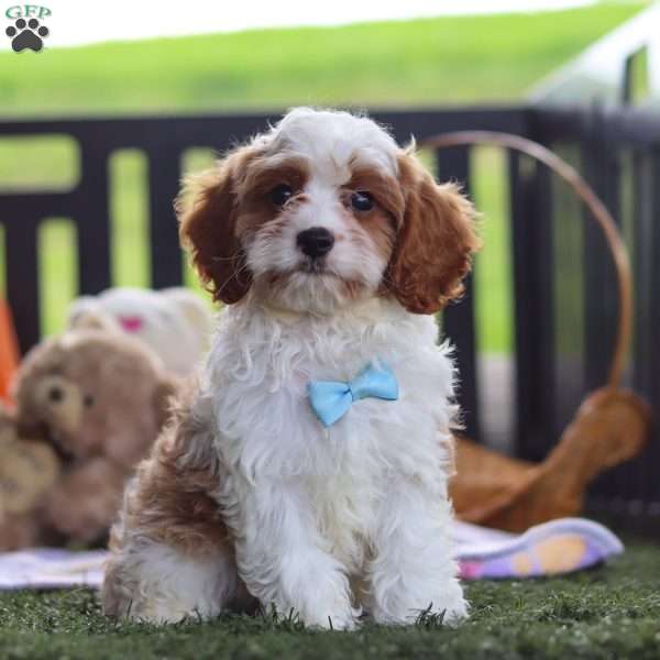 Thor, Cavapoo Puppy