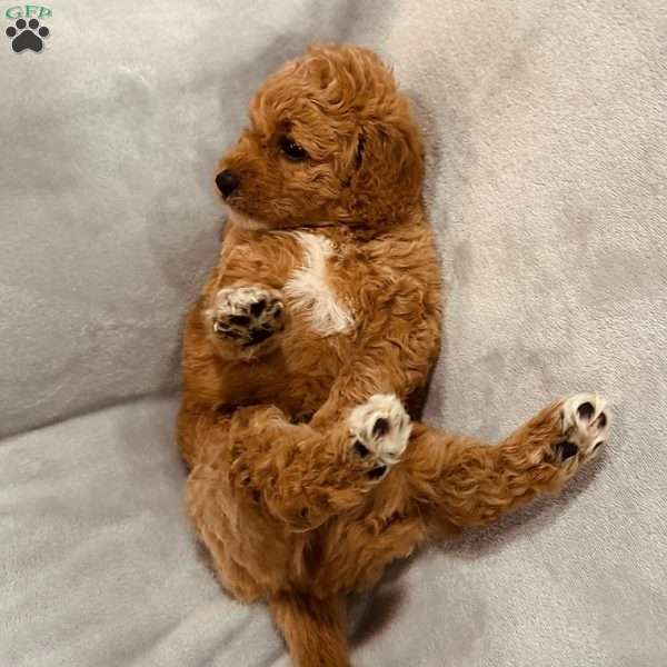 Thunder, Mini Goldendoodle Puppy