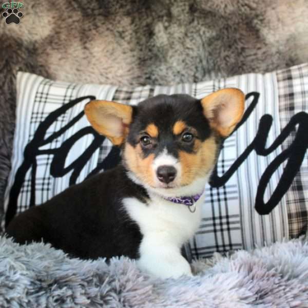 Tiana- Cardigan, Pembroke Welsh Corgi Puppy