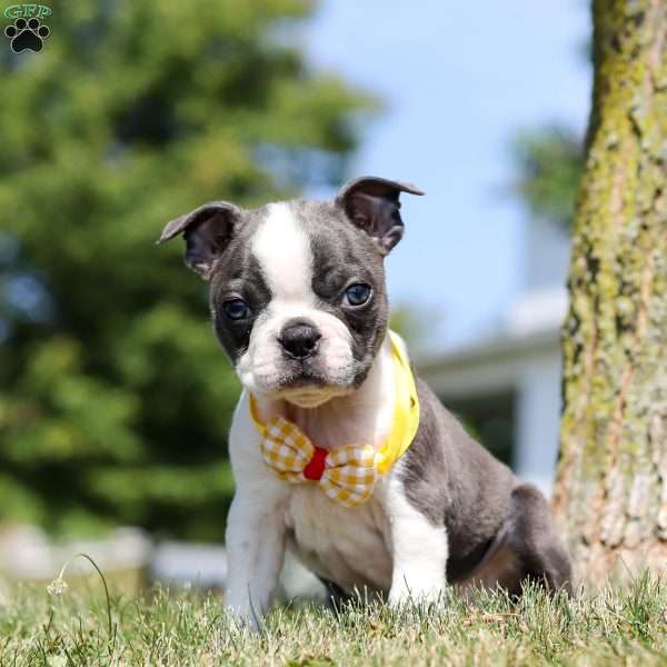 Tiffny, Boston Terrier Puppy