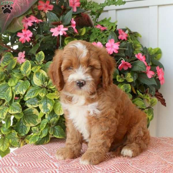 Tiger, Cavapoo Puppy