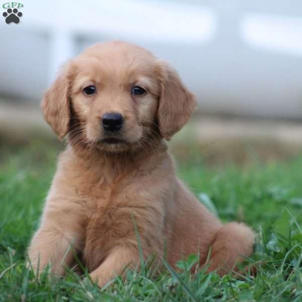 Tigger, Golden Retriever Puppy