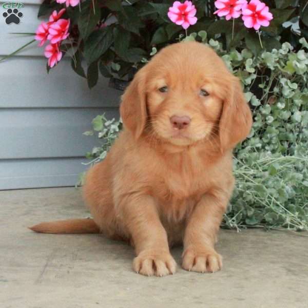 Tillie, Golden Retriever Puppy