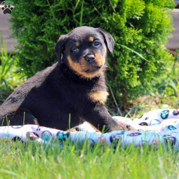 Tilly, Rottweiler Puppy