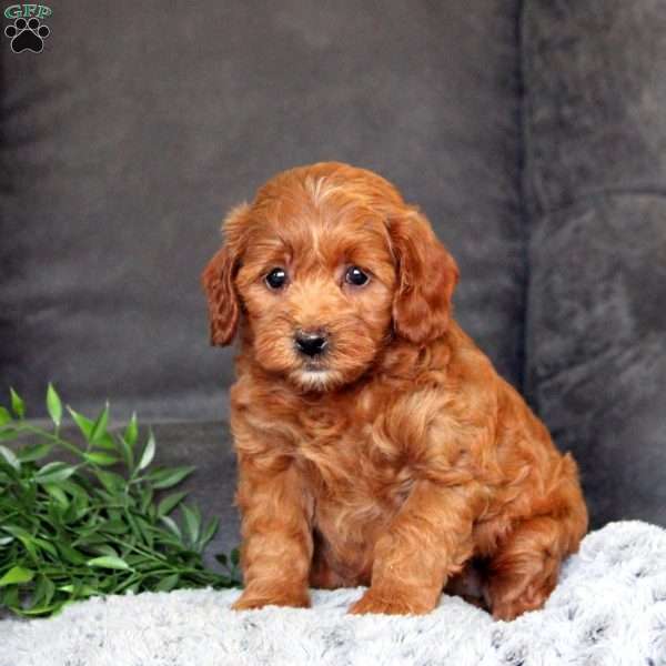 Tilly-F1B, Mini Goldendoodle Puppy