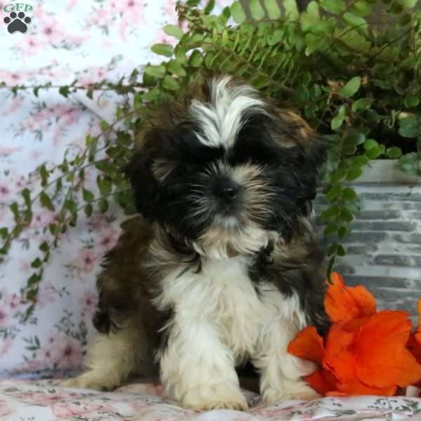 Timmy, Shih Tzu Puppy