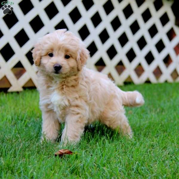 Timmy, Goldendoodle Puppy