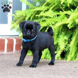 Pug Puppies For Sale - Greenfield Puppies