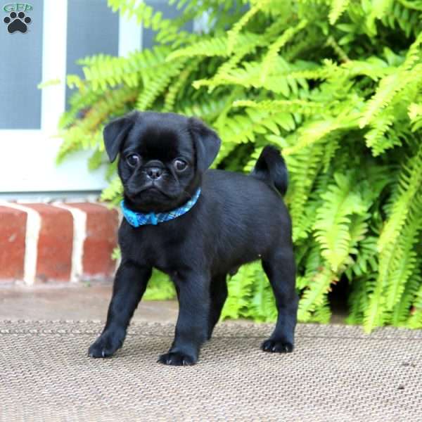 Timmy, Pug Puppy