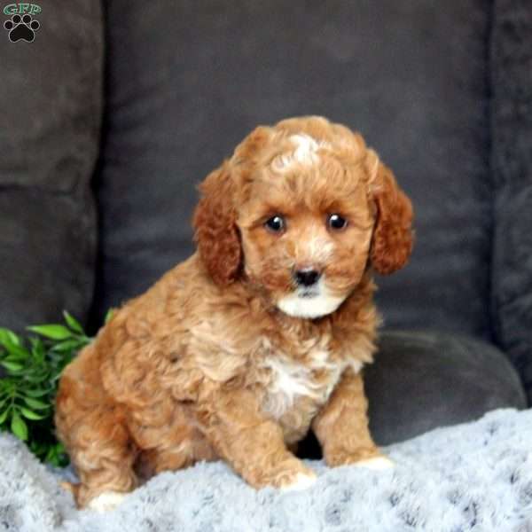 Tina-F1B, Mini Goldendoodle Puppy