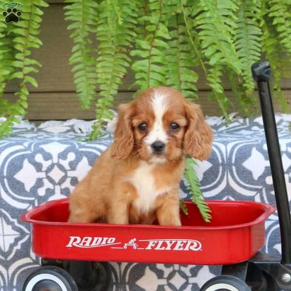 Tina, Cavalier King Charles Spaniel Puppy